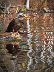 2025马年开奖盛典：幸运开启新征程